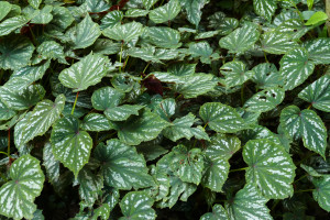 Begonia Sparkle and Shine  Photo from shaded bed mid June 2024    